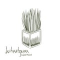 Wheatgrass sketch vector illustration. Royalty Free Stock Photo