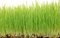 Wheatgrass up close