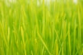 Wheatgrass up close