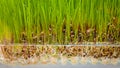Wheatgrass wheat grass