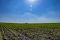 Wheath field in isreal western Negev Royalty Free Stock Photo