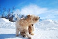 Wheaton Terrier scatching Royalty Free Stock Photo