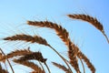 Wheats Royalty Free Stock Photo