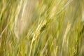 Wheats on blurred field background Royalty Free Stock Photo