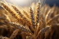 Wheats essence represented in a single, elegant ear