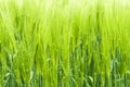 Wheats Green Background. Royalty Free Stock Photo