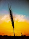 Wheats hair shoot in evening