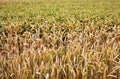 Wheats Macro Detail in Field Royalty Free Stock Photo