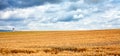 Wheats Macro Detail in Field Royalty Free Stock Photo