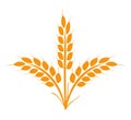 Wheats rye rice ears icons design elements of organic agricultural food. Harvest wheat grain for beer logo, growth rice stalk and