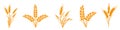 Wheats rye rice ears set icons design elements of organic agricultural food. Harvest wheat grain for beer logo, growth rice stalk