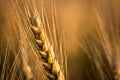 Wheats in sunset during late summer