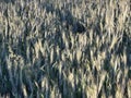 wheats under sunshine