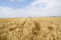 Wheats Royalty Free Stock Photo