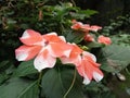 Wheel balsam or Chinese balsam orange and white dual colour color garden view
