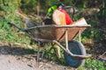 Wheel barrow with fire wood and lumberjack equipment. Royalty Free Stock Photo