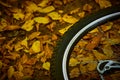 Wheel of a bicycle against a background of yellow leaves