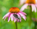 Wheel bug Arilus cristatus on purple coneflower Royalty Free Stock Photo