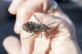 Assassin Wheel Bug Arilus, crawling on hand, Georgia