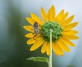 Wheel bug (Arilus cristatus) on sunflower Royalty Free Stock Photo