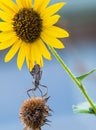 Wheel bug (Arilus cristatus) on sunflowers Royalty Free Stock Photo