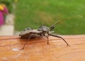 The wheel bug, the largest terrestrial true bugs in North America Royalty Free Stock Photo