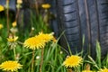 Wheel of a car standing in the field of yellow dandelions. Departure by car in the countryside Royalty Free Stock Photo
