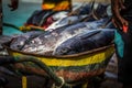 Wheel cart full of tuna on fish market on African wooden pier in Sal, Cabo Verde Royalty Free Stock Photo