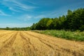 Wheel marks in stubble, green forest and blue sky, Zarzecze, Poland Royalty Free Stock Photo