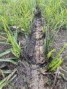 Wheel track on dirt soil texture after raining day Royalty Free Stock Photo