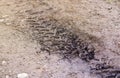 Wheel track on mud. Traces of a tractor or heavy off-road car on brown mud in wet meadow Royalty Free Stock Photo