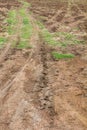 Wheel tracks of agricultural land Royalty Free Stock Photo