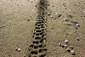 Wheel tracks on the beach sand.  Abstract background and texture. Royalty Free Stock Photo