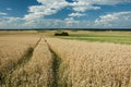 Wheel tracks in the field and a copse, horizon and clouds in the Royalty Free Stock Photo