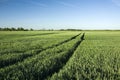 Wheel tracks on the field of green wheat Royalty Free Stock Photo