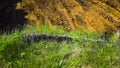 Wheel tracks in freshly dug trench with green grass on foreground Royalty Free Stock Photo