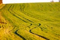 Wheel tracks on a green field before snowfall Royalty Free Stock Photo