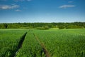 Wheel tracks in green grain, forest and blue sky