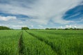 Wheel tracks in green grain, trees and clouds in the sky