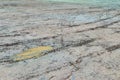 Wheel tracks in outdoor carpark after raining Royalty Free Stock Photo