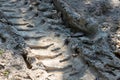 Wheel tracks on the soil. Tire in the sand or mud. Tire trace tracks car on a soil. Rural road in forest close up view. Off road d Royalty Free Stock Photo