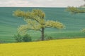 Panorama of spring rolling fields Royalty Free Stock Photo