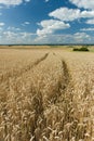 Wheel tracks in the wheat field and blue sky Royalty Free Stock Photo