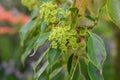 Wheel tree Trochodendron aralioides, yellowish green inflorescence