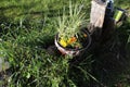 Wheelbarrel planter ha Royalty Free Stock Photo