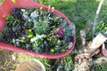 Wheelbarrel planter ha1 Royalty Free Stock Photo