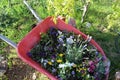 Wheelbarrel planter s1 Royalty Free Stock Photo