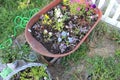 Wheelbarrel planter 2 Royalty Free Stock Photo