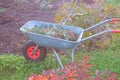 Wheelbarrow with dry leaves standing in rural backyard.Gardening Tools - steel trolley with cut plants, soil on green Royalty Free Stock Photo