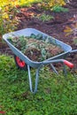 Wheelbarrow with dry leaves standing in rural backyard.Gardening Tools - steel trolley with cut plants, soil on green Royalty Free Stock Photo